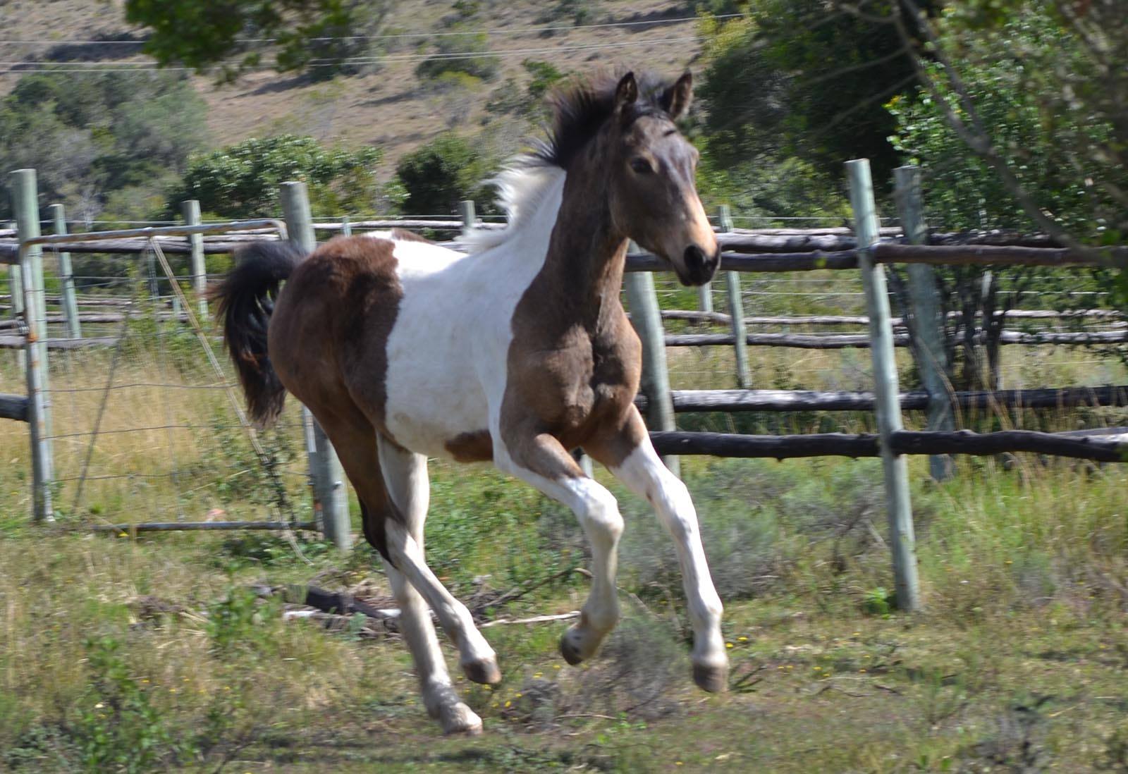 Coloured Filly Foal For Sale (New Zealand)